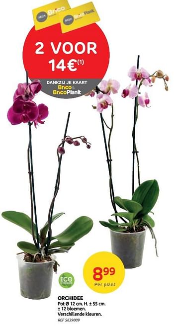 Promoties Orchidee - Huismerk - Brico - Geldig van 14/04/2021 tot 26/04/2021 bij Brico