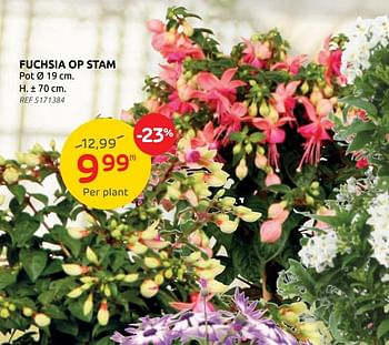 Promoties Fuchsia op stam - Huismerk - Brico - Geldig van 21/04/2021 tot 03/05/2021 bij Brico