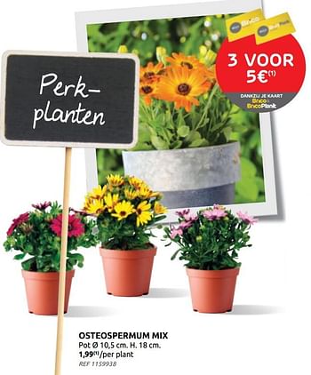 Promoties Osteospermum mix - Huismerk - Brico - Geldig van 21/04/2021 tot 03/05/2021 bij Brico