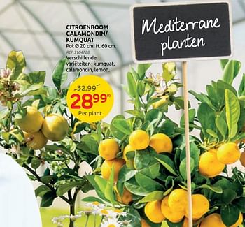 Promoties Citroenboom calamondin- kumquat - Huismerk - Brico - Geldig van 21/04/2021 tot 03/05/2021 bij Brico