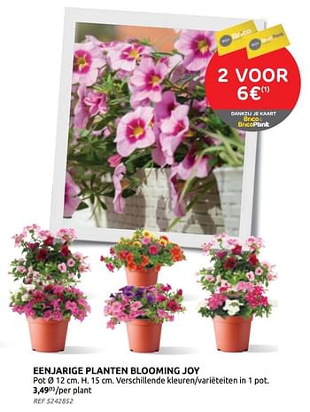 Promoties Eenjarige planten blooming joy - Huismerk - Brico - Geldig van 21/04/2021 tot 03/05/2021 bij Brico