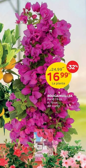 Promotions Bougainvillea - Produit maison - Brico - Valide de 21/04/2021 à 03/05/2021 chez Brico