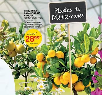 Promotions Citronnier calamondin- kumquat - Produit maison - Brico - Valide de 21/04/2021 à 03/05/2021 chez Brico