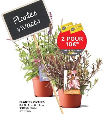 Promotions Plantes vivaces - Produit maison - Brico - Valide de 21/04/2021 à 03/05/2021 chez Brico