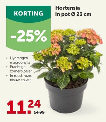 Promoties Hortensia in pot - Huismerk - Aveve - Geldig van 28/04/2021 tot 08/05/2021 bij Aveve