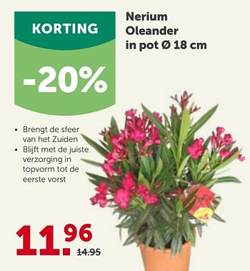 Promoties Nerium oleander in pot - Huismerk - Aveve - Geldig van 28/04/2021 tot 08/05/2021 bij Aveve