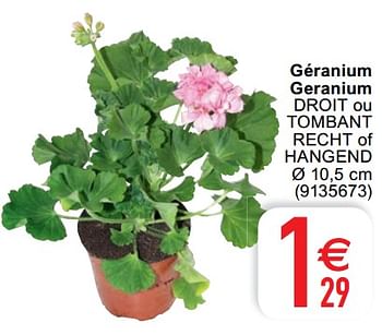 Promoties Géranium geranium droit ou tombant recht of hangend - Huismerk - Cora - Geldig van 04/05/2021 tot 17/05/2021 bij Cora