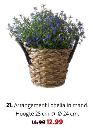 Promoties Arrangement lobelia in mand - Huismerk - Intratuin - Geldig van 03/05/2021 tot 09/05/2021 bij Intratuin