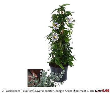 Promoties Passiebloem passiflora - Huismerk - Intratuin - Geldig van 03/05/2021 tot 09/05/2021 bij Intratuin
