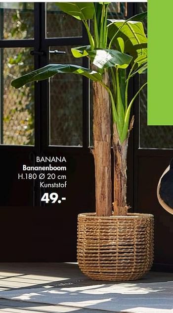 Promoties Banana bananenboom - Huismerk - Casa - Geldig van 03/05/2021 tot 13/06/2021 bij Casa