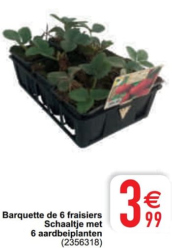 Promoties Barquette de 6 fraisiers schaaltje met 6 aardbeiplanten - Huismerk - Cora - Geldig van 11/05/2021 tot 22/05/2021 bij Cora