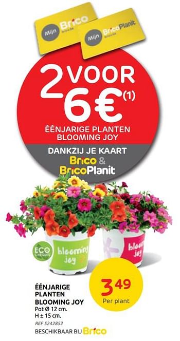 Promoties Eenjarige planten blooming joy - Huismerk - Brico - Geldig van 12/05/2021 tot 24/05/2021 bij Brico