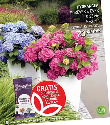 Promoties Hydrangea forever + ever - Huismerk - Oh'Green - Geldig van 12/05/2021 tot 23/05/2021 bij Oh'Green