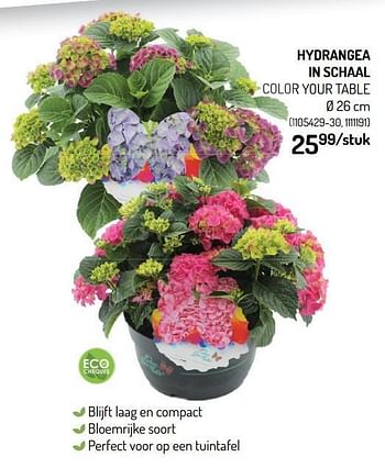 Promoties Hydrangea in schaal color your table - Huismerk - Oh'Green - Geldig van 12/05/2021 tot 23/05/2021 bij Oh'Green