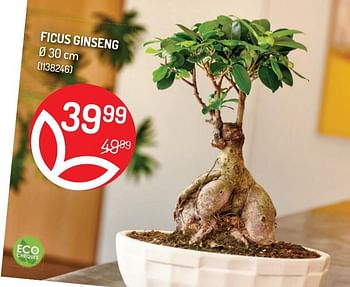 Promotions Ficus ginseng - Produit Maison - Oh'Green - Valide de 12/05/2021 à 23/05/2021 chez Oh'Green
