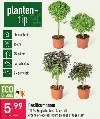 Promoties Basilicumboom - Huismerk - Aldi - Geldig van 07/06/2021 tot 18/06/2021 bij Aldi