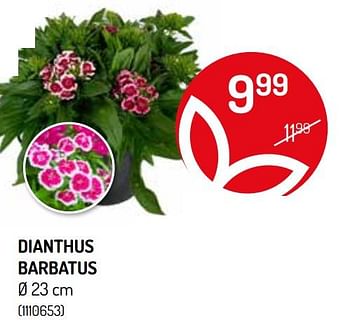 Promotions Dianthus barbatus - Produit Maison - Oh'Green - Valide de 09/06/2021 à 20/06/2021 chez Oh'Green