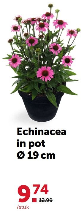 Promoties Echinacea - Huismerk - Aveve - Geldig van 28/07/2021 tot 07/08/2021 bij Aveve