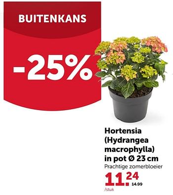Promoties Hortensia hydrangea macrophylla - Huismerk - Aveve - Geldig van 28/07/2021 tot 07/08/2021 bij Aveve