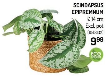 Promoties Scindapsus epipremnum - Huismerk - Oh'Green - Geldig van 04/08/2021 tot 15/08/2021 bij Oh'Green