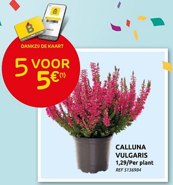 Promoties Calluna vulgaris - Huismerk - Brico - Geldig van 08/09/2021 tot 20/09/2021 bij Brico