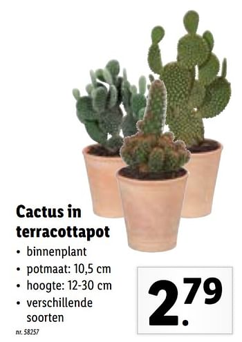 Promoties Cactus in terracottapot - Huismerk - Lidl - Geldig van 20/09/2021 tot 25/09/2021 bij Lidl
