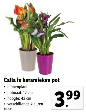 Promoties Calla in keramieken pot - Huismerk - Lidl - Geldig van 20/09/2021 tot 25/09/2021 bij Lidl