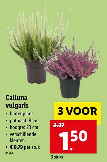 Promoties Calluna vulgaris - Huismerk - Lidl - Geldig van 20/09/2021 tot 25/09/2021 bij Lidl