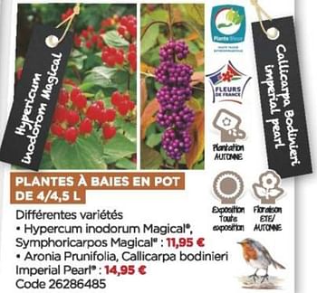 Promotions Plantes à baies en pot - Produit Maison - Brico Marché - Valide de 08/09/2021 à 31/10/2021 chez Brico Marché