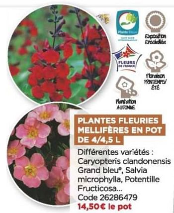 Promotions Plantes fleuries mellifères en pot - Produit Maison - Brico Marché - Valide de 08/09/2021 à 31/10/2021 chez Brico Marché