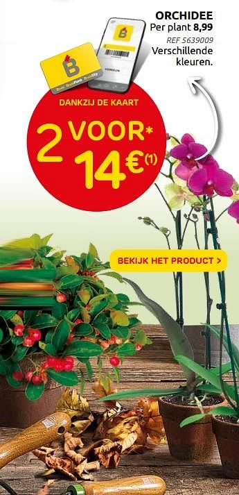 Promoties Orchidee - Huismerk - Brico - Geldig van 06/10/2021 tot 25/10/2021 bij Brico