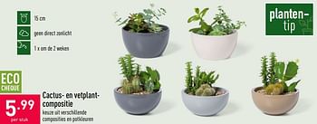 Promoties Cactus- en vetplantcompositie - Huismerk - Aldi - Geldig van 11/10/2021 tot 22/10/2021 bij Aldi