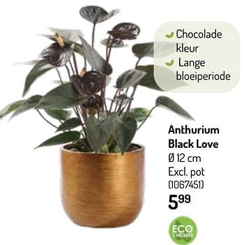 Promoties Anthurium black love - Huismerk - Oh'Green - Geldig van 27/10/2021 tot 09/11/2021 bij Oh'Green