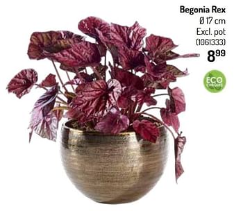 Promoties Begonia rex - Huismerk - Oh'Green - Geldig van 27/10/2021 tot 09/11/2021 bij Oh'Green