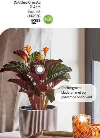 Promoties Calathea crocata - Huismerk - Oh'Green - Geldig van 27/10/2021 tot 09/11/2021 bij Oh'Green
