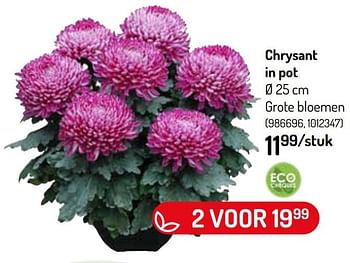 Promoties Chrysant in pot - Huismerk - Oh'Green - Geldig van 27/10/2021 tot 09/11/2021 bij Oh'Green