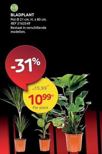 Promoties Bladplant - Huismerk - Brico - Geldig van 17/11/2021 tot 29/11/2021 bij Brico