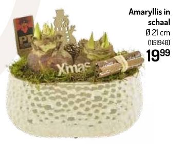 Promoties Amaryllis in schaal - Huismerk - Oh'Green - Geldig van 24/11/2021 tot 05/12/2021 bij Oh'Green