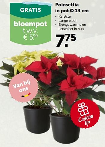 Promoties Poinsettia - Huismerk - Aveve - Geldig van 01/12/2021 tot 11/12/2021 bij Aveve