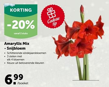 Promoties Amaryllis mix - snijbloem - Huismerk - Aveve - Geldig van 01/12/2021 tot 11/12/2021 bij Aveve