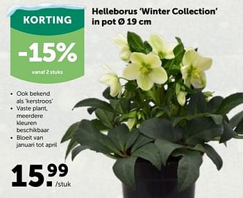 Promoties Helleborus winter collection - Huismerk - Aveve - Geldig van 01/12/2021 tot 11/12/2021 bij Aveve