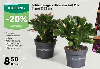 Promoties Schlumbergera kerstcactus mix - Huismerk - Aveve - Geldig van 01/12/2021 tot 11/12/2021 bij Aveve