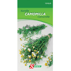 Sachet graines camomille Somers 'Camomilla'