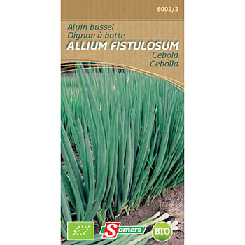 Promoties Somers ajuin bussel 'Allium fistulosum' - Somers - Geldig van 22/05/2021 tot 13/03/2023 bij Brico