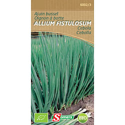 Somers ajuin bussel 'Allium fistulosum'