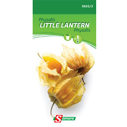Somers zaad pakket physalis 'Little Lantern'