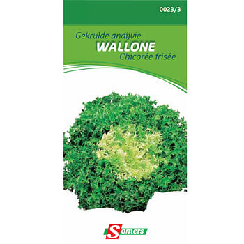 Promoties Somers zaad pakket gekrulde andijvie 'Wallone' - Somers - Geldig van 29/05/2021 tot 01/08/2023 bij Brico