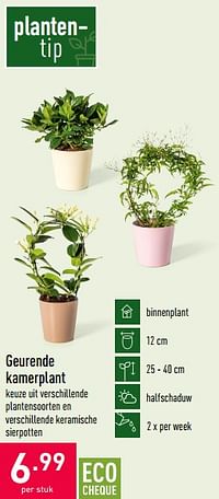 Geurende kamerplant-Huismerk - Aldi