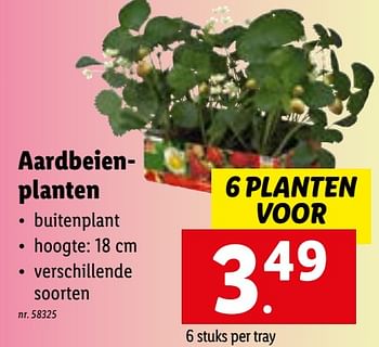 Promoties Aardbeienplanten - Huismerk - Lidl - Geldig van 28/02/2022 tot 06/03/2022 bij Lidl