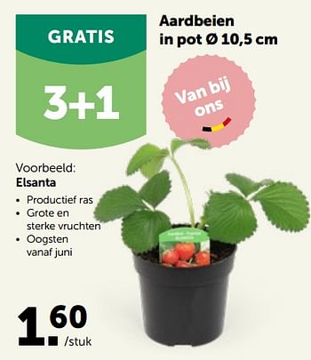 Promoties Aardbeien in pot elsanta - Huismerk - Aveve - Geldig van 09/03/2022 tot 19/03/2022 bij Aveve